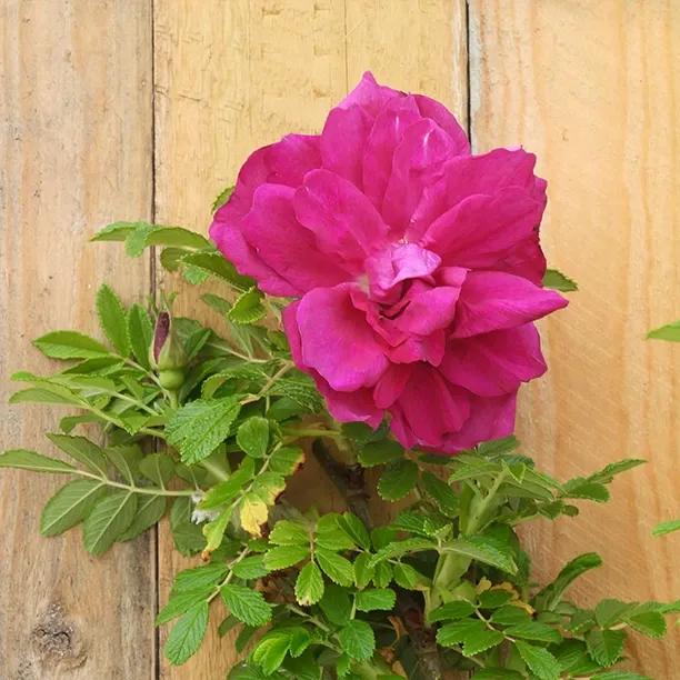 Roseraie De L'Hay Rose Flower