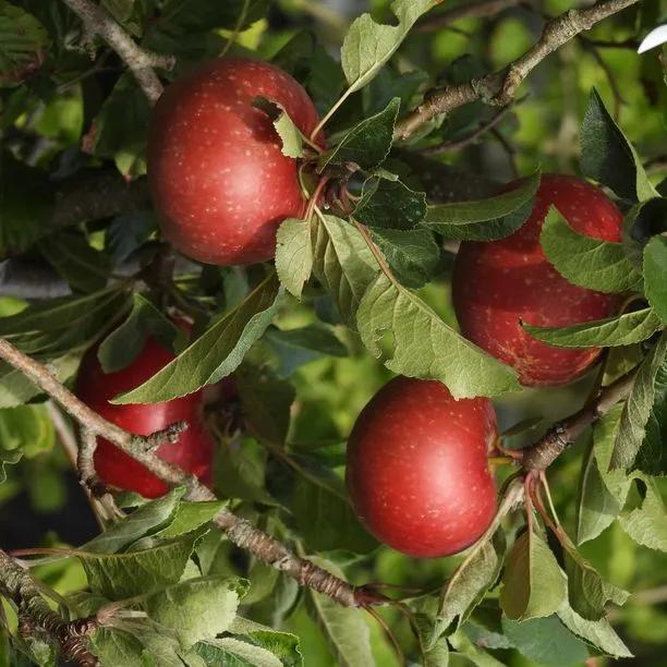 Rosette Apples on the tree