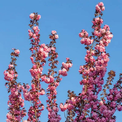 Royal Burgundy Cherry Tree Flowers