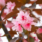 Royal Burgundy Cherry Tree Flowers