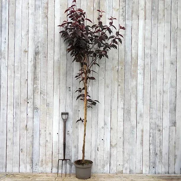 Royal Burgundy Cherry Blossom Tree