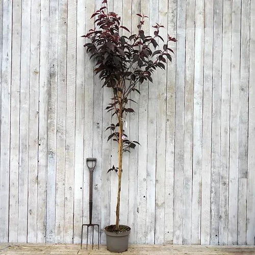 Royal Burgundy Cherry Blossom Tree