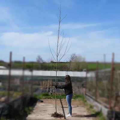Bareroot Royal Ruby Red Field Maple 6cm to 8cm girth Standard Tree