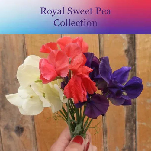 Royal Sweet Pea Collection Flowers