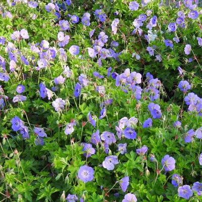 Rozanne Geranium Flowers
