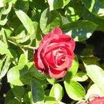Ruby Romance Patio Rose Flowers