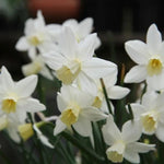 Sailboat Daffodil Flowers