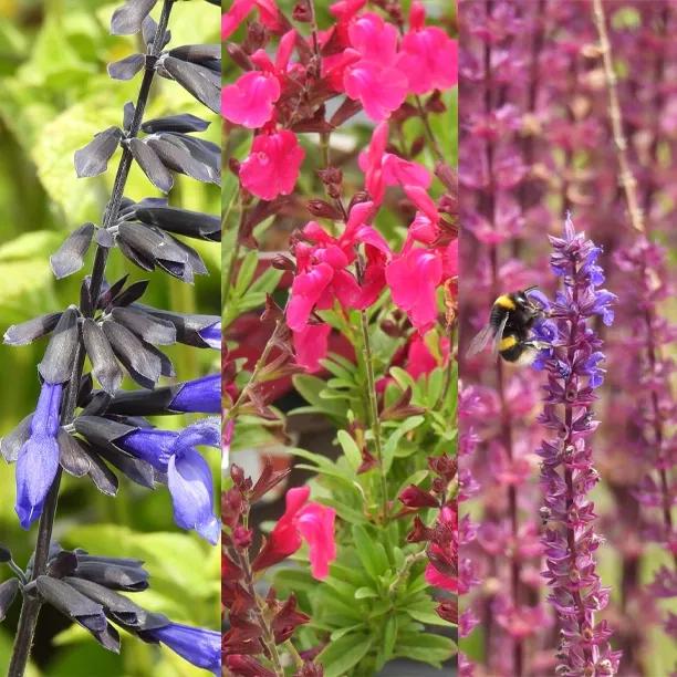 Salvia Collection Flowers