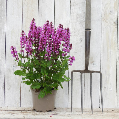 Potted salvia plant with pink/purple flowers next to a garden fork on a wooden surface