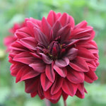 Sam Hopkins Dahlia Flowers