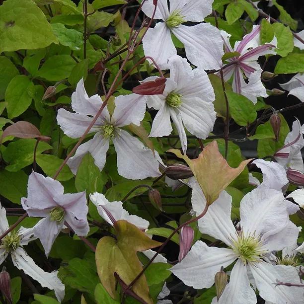 Samaritan Jo Clematis Flowers