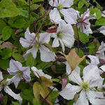 Samaritan Jo Clematis Flowers