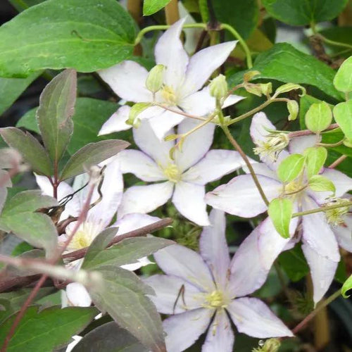 Samaritan Jo Clematis Flowers
