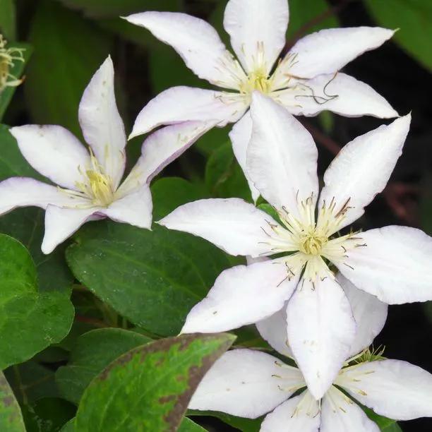 Samaritan Jo Clematis Flowers