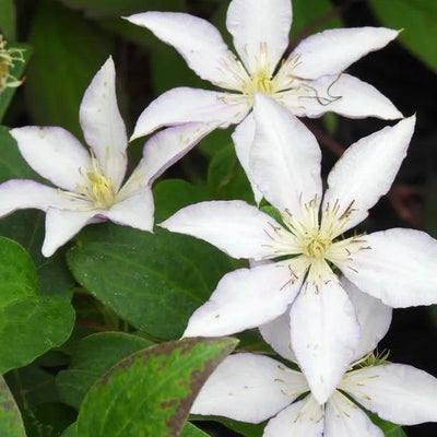 Samaritan Jo Clematis Flowers