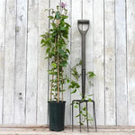 Samaritan Jo Clematis Plant
