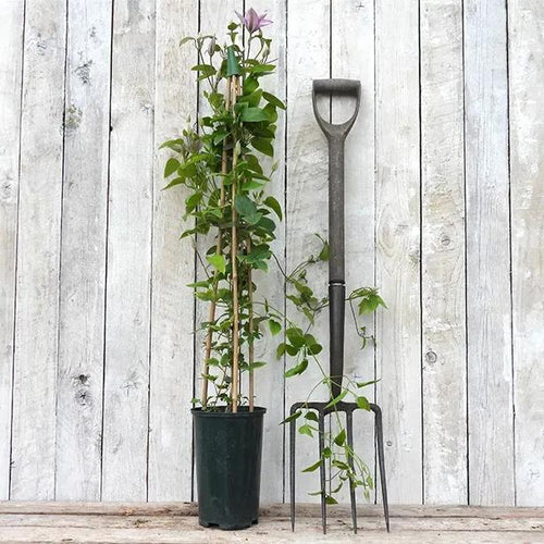 Samaritan Jo Clematis Plant