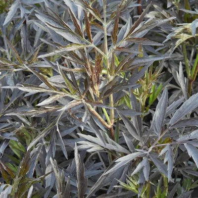Black Lace Elder Leaves