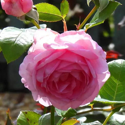 Sandringham Shrub Rose Flowers