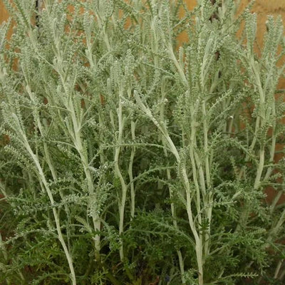 Santolina chamaecyparissus Leaves