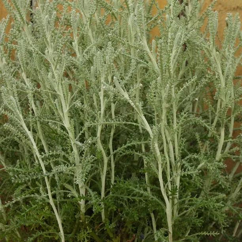 Santolina chamaecyparissus Leaves