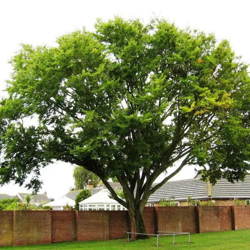 Mature Sapporo Autumn Gold Elm tree