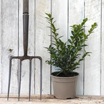 Sweet Box Plant in 2 Litre Pot