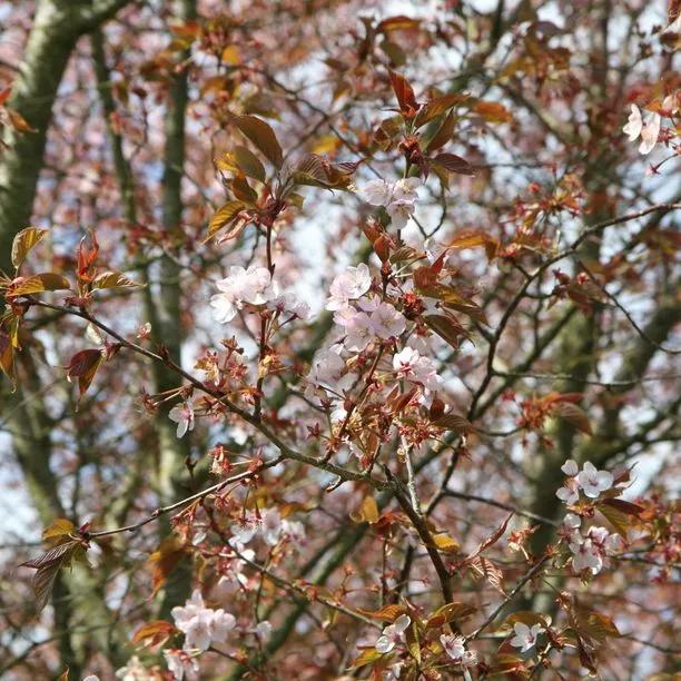 Sargents Cherry Tree Blossom