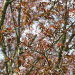Sargents Cherry Tree Blossom