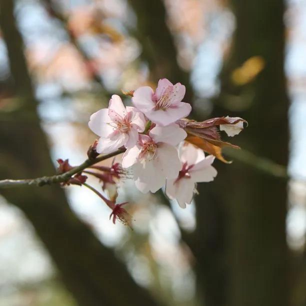 Sargents Japanese Cherry Blossom