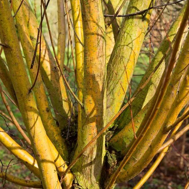 Scarlet Willow tree bark