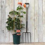 Potted Scent from Heave rose with a stake and fork against a wooden background