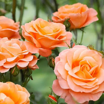 Scent from Heaven Rose Flowers