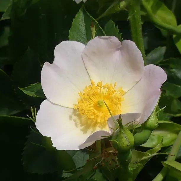 Burnet Rose (Rosa spinosissima) creamy white flowers on native Scotch rose