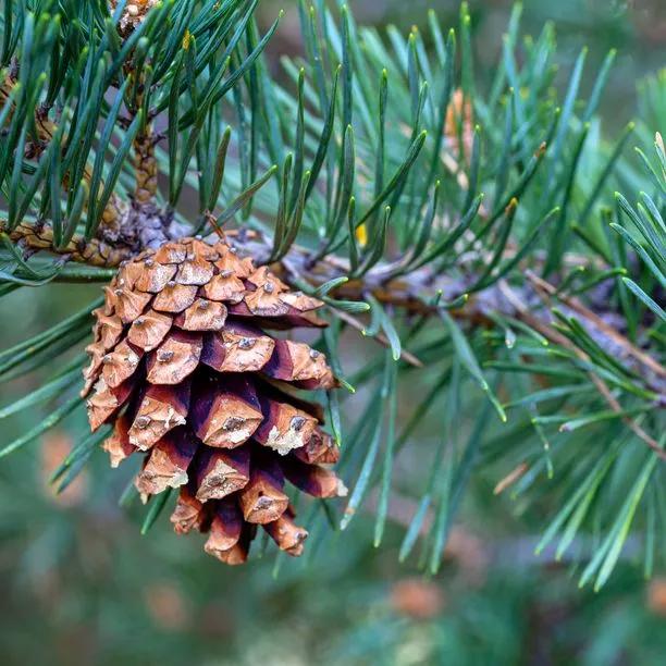 Scots Pine Tree cone