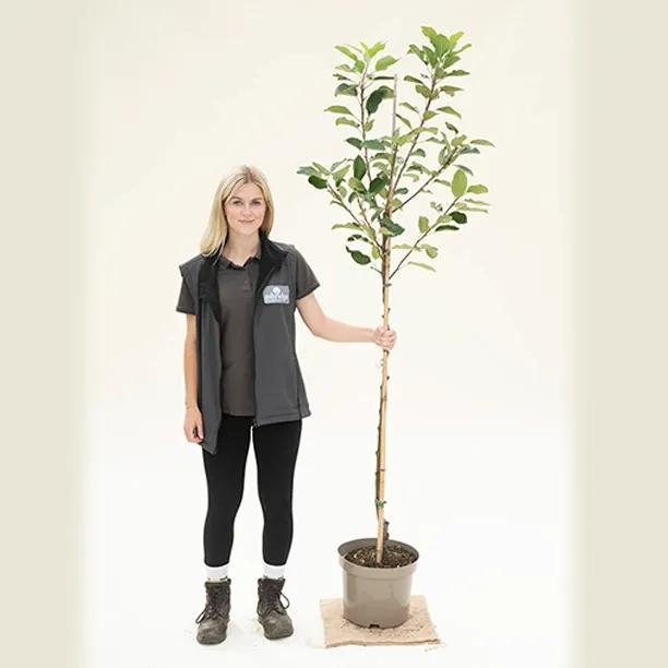Scrumptious Apple Tree Half Standard - 10 Litre Pot