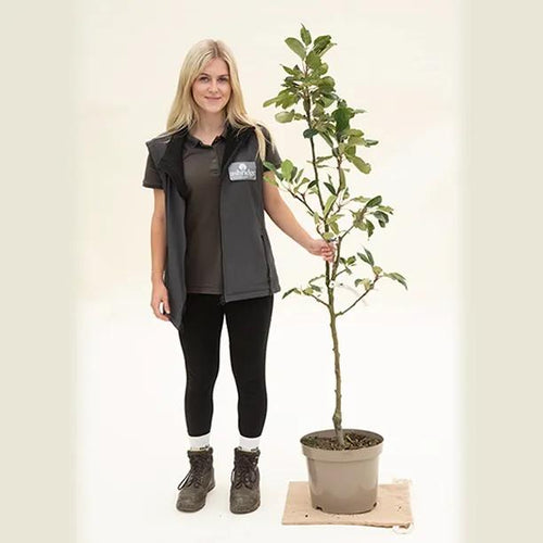 Scrumptious apple tree, Bush size in 10 Litre Pot