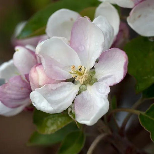 Scrumptious Apple blossom on the tree