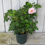 Potted rose with a pink flower against a wooden background
