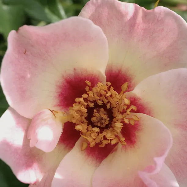 Close up of See you in rose