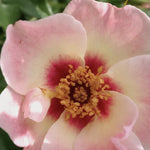 Close up of See you in rose