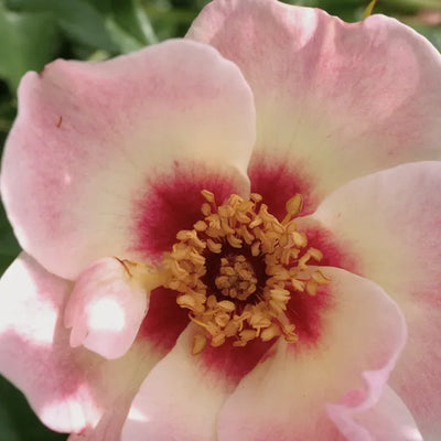 Close up of See you in rose