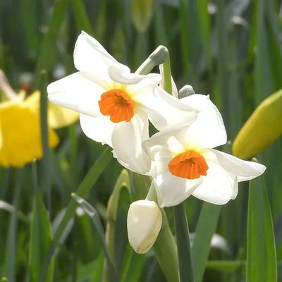 Sempre Avanti White and Orange Daffodil Flowers