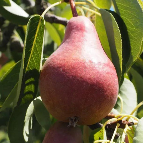 Sensation Pears on the tree
