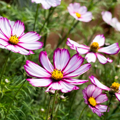 Close up of sensation picotee cosmos flowers