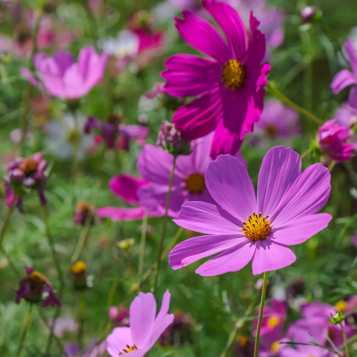 Close-up of pink cosmos flowers with a blurred green background