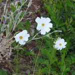 Three white cosmos flowers with yellow centers in a natural setting with green leaves and brown mulch.