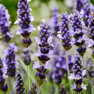 Close-up of purple lavender flowers with a blurred green background
