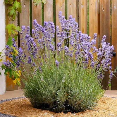 Mature lavender flowers in a garden with a wooden fence in the background