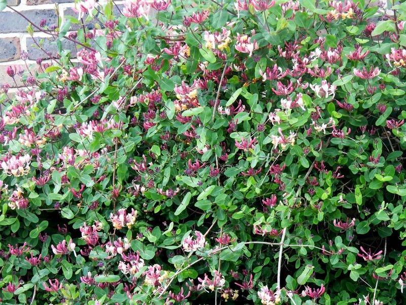 Serotina Honeysuckle growing on a North Facing Wall
